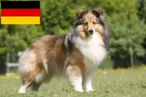 Read more about the article Sheltie crescători și căței în Germania
