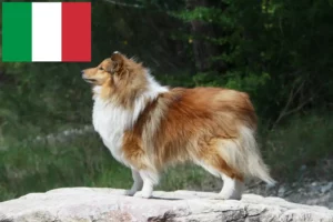 Read more about the article Sheltie crescători și căței în Italia