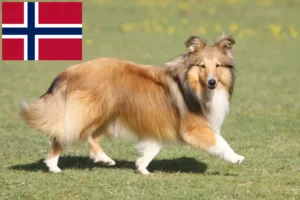 Read more about the article Sheltie crescători și căței în Norvegia