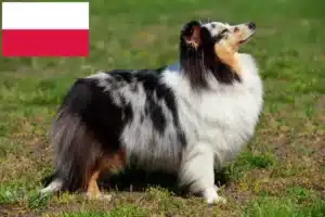 Read more about the article Sheltie crescători și căței în Polonia