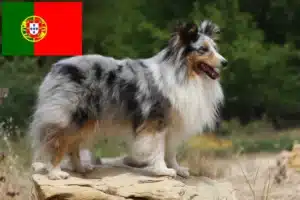 Read more about the article Sheltie crescători și căței în Portugalia