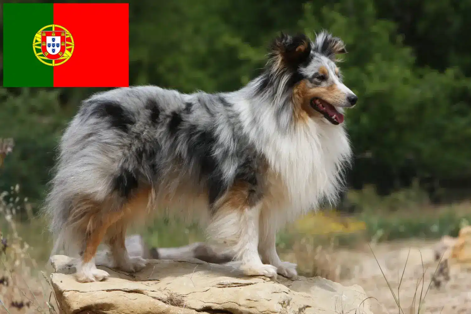 Read more about the article Sheltie crescători și căței în Portugalia