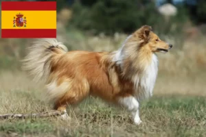 Read more about the article Sheltie crescători și căței în Spania