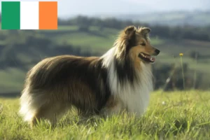 Read more about the article Sheltie crescători și căței în Irlanda