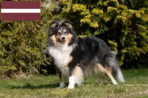Read more about the article Sheltie crescători și căței în Letonia