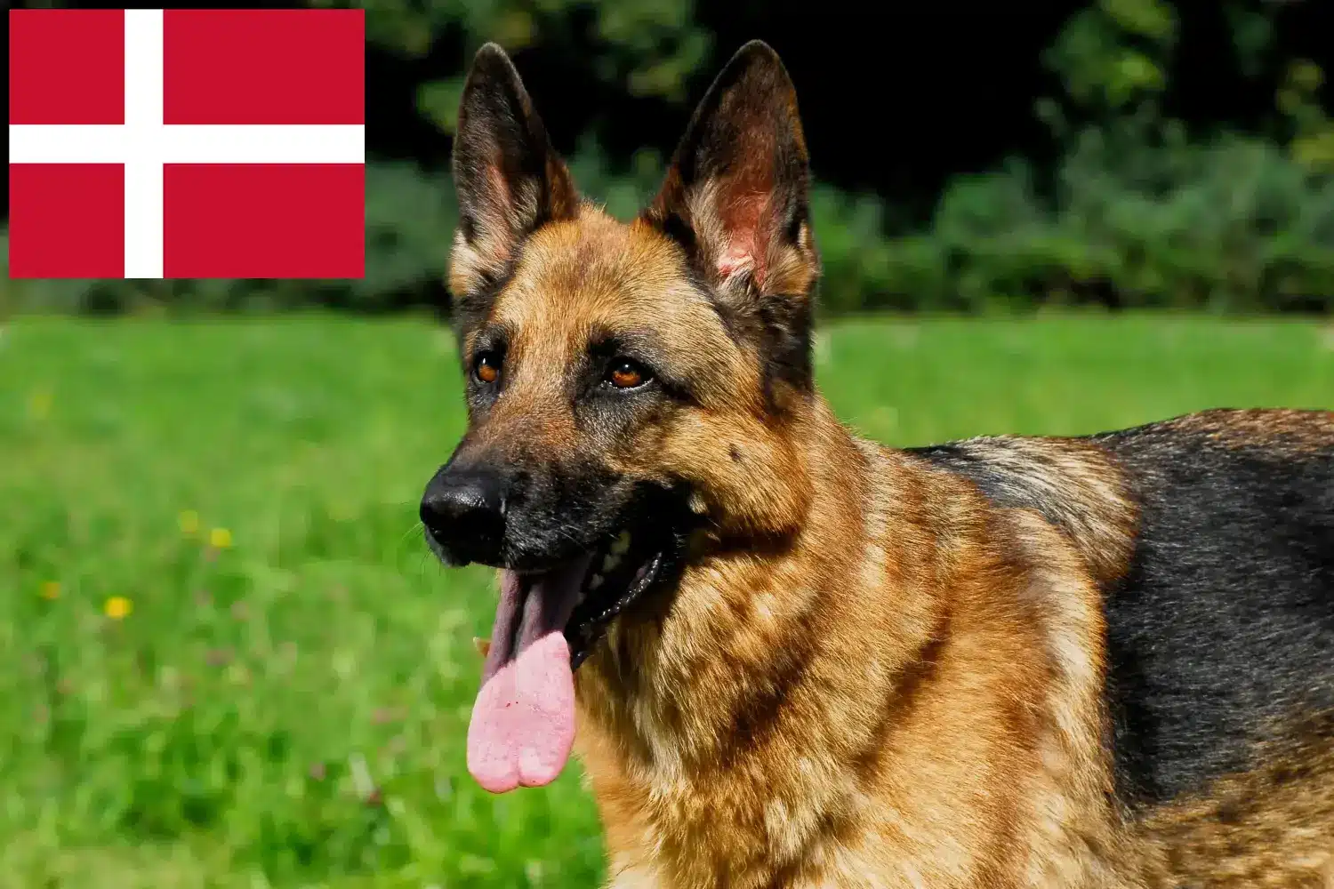 Ciobănesc căței și crescători Danemarca Aici puteți găsi crescători de câini ciobănesc german în Danemarca.