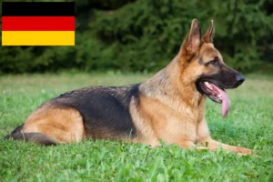 Read more about the article Crescători de câini ciobănești și căței în Germania