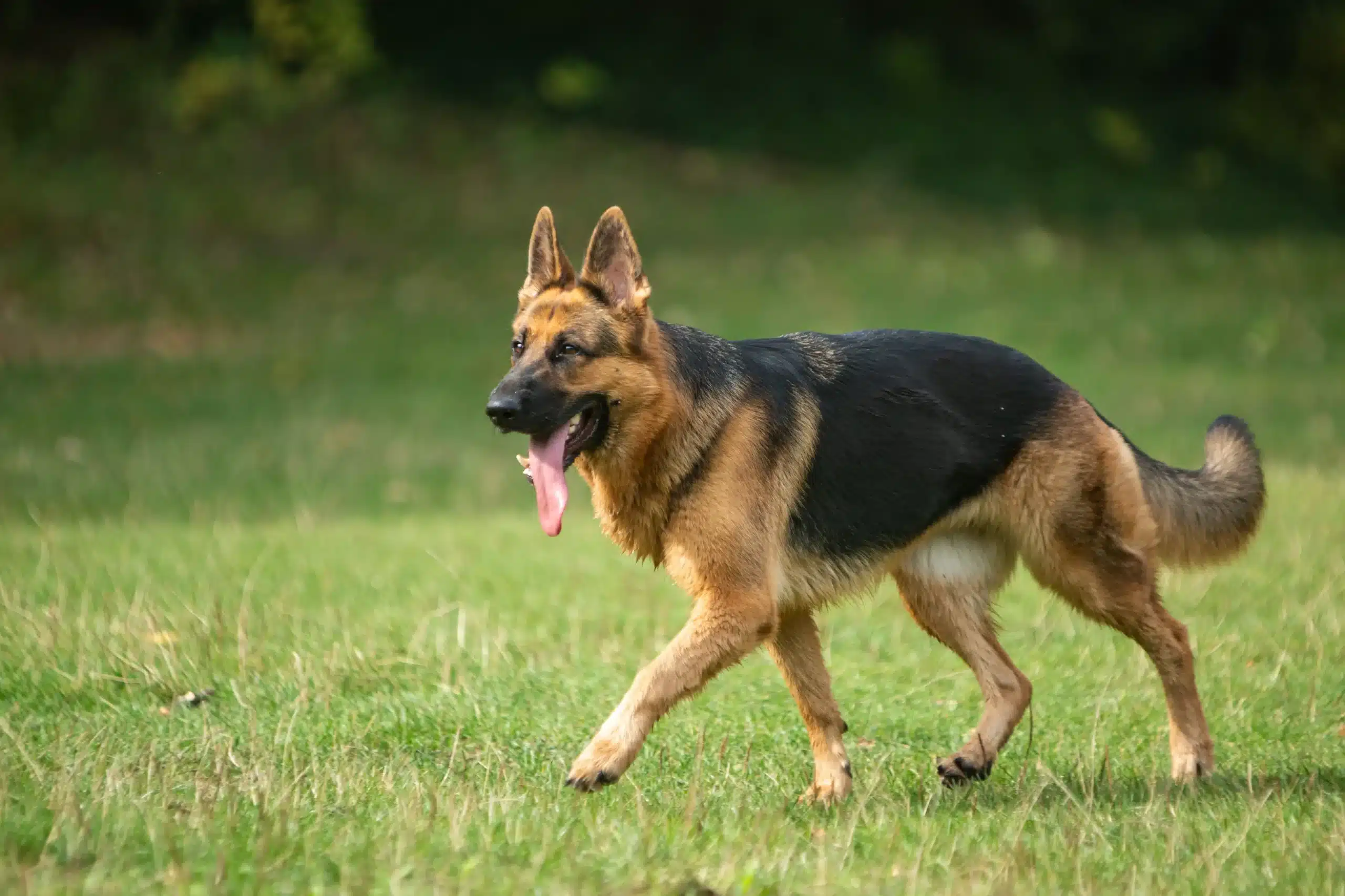 Read more about the article Shepherd câine crescător