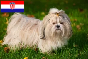 Read more about the article Shih Tzu crescători și căței în Croația