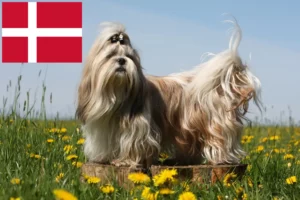 Read more about the article Shih Tzu crescători și căței în Danemarca