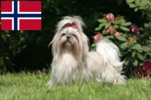 Read more about the article Shih Tzu crescători și căței în Norvegia
