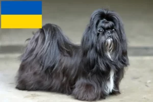 Read more about the article Shih Tzu crescători și căței în Ucraina