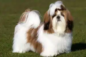 Read more about the article Shih Tzu crescător