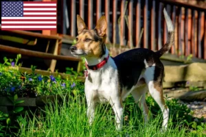 Read more about the article Raton Terrier crescători și căței în SUA