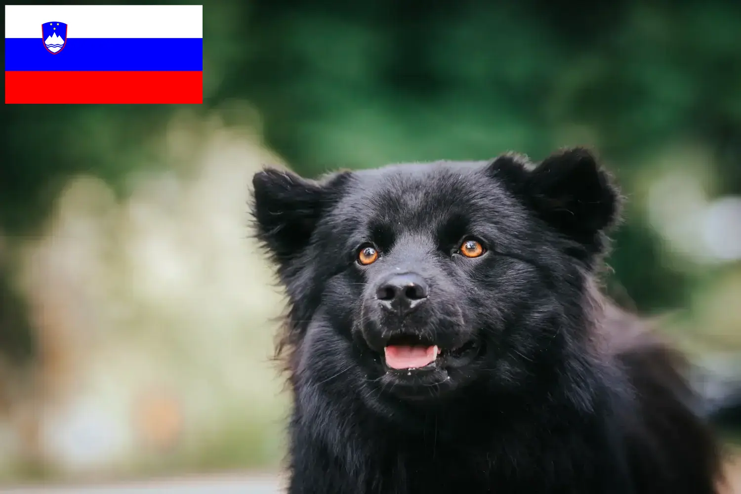 Read more about the article Crescători și căței de Lapphund suedez în Slovenia