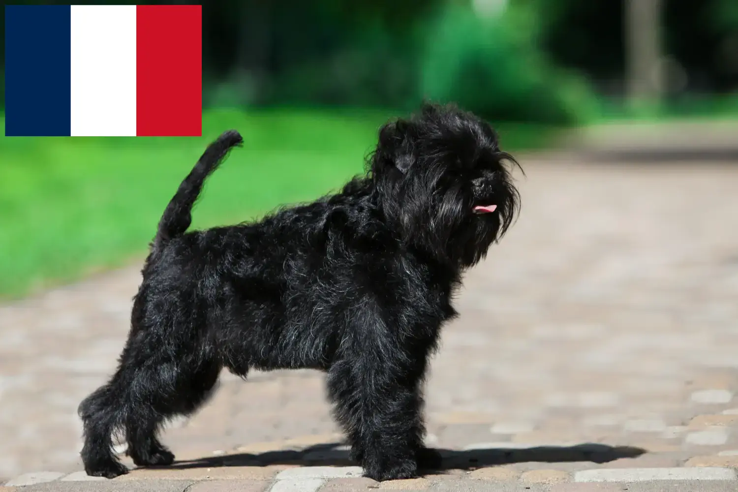 Affenpinscher căței și crescători Franța Aici puteți găsi crescători de Affenpinscher în Franța.