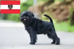 Read more about the article Affenpinscher crescători și căței în Austria