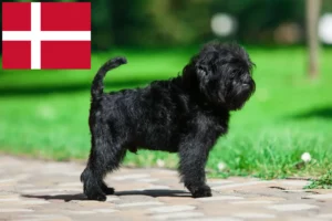 Read more about the article Affenpinscher crescători și căței în Danemarca