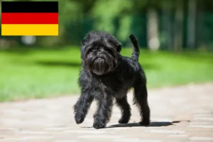 Read more about the article Affenpinscher crescători și căței în Germania
