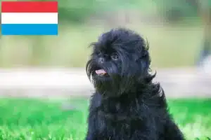 Read more about the article Crescători de Affenpinscher și căței în Luxemburg