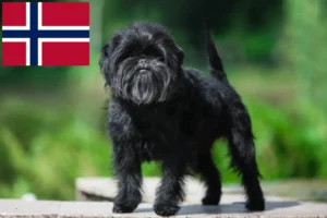 Read more about the article Affenpinscher crescători și căței în Norvegia