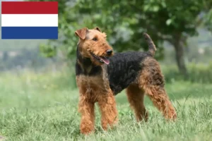 Read more about the article Airedale Terrier crescători și căței în Olanda