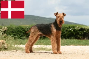 Read more about the article Airedale Terrier crescători și căței în Danemarca