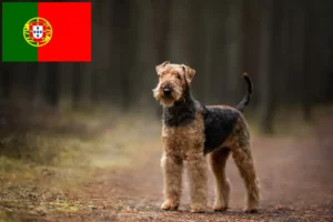 Read more about the article Airedale Terrier crescători și căței în Portugalia
