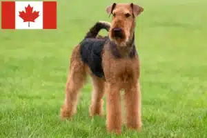Read more about the article Airedale Terrier crescători și căței în Canada