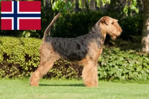 Read more about the article Airedale Terrier crescători și căței în Norvegia
