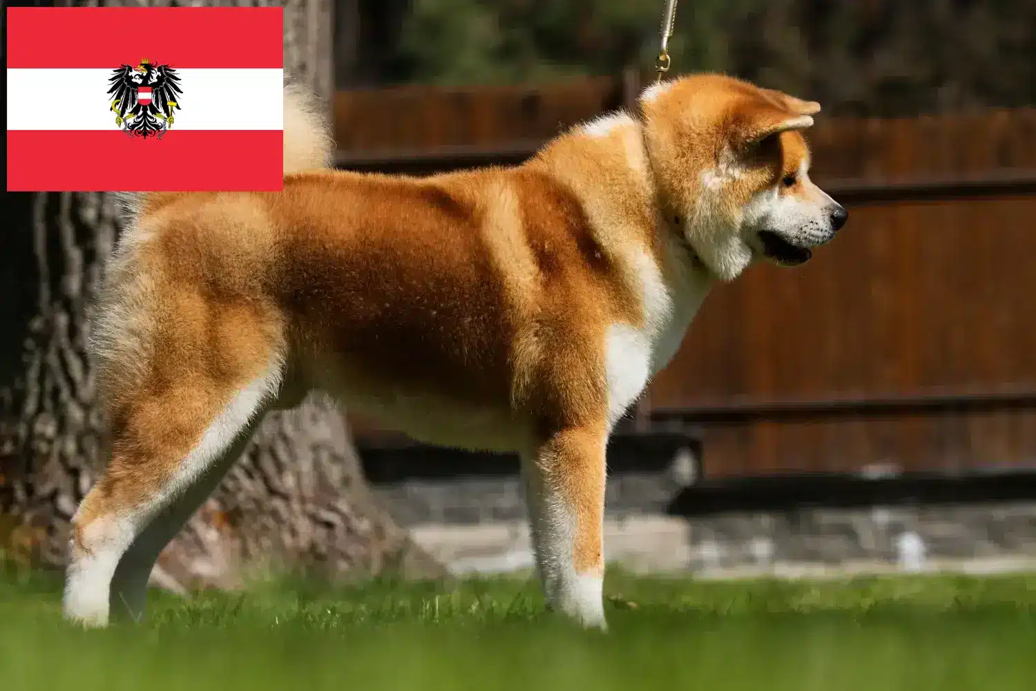 Akita căței și crescători Austria Aici puteți găsi crescători de Akitas în Austria.