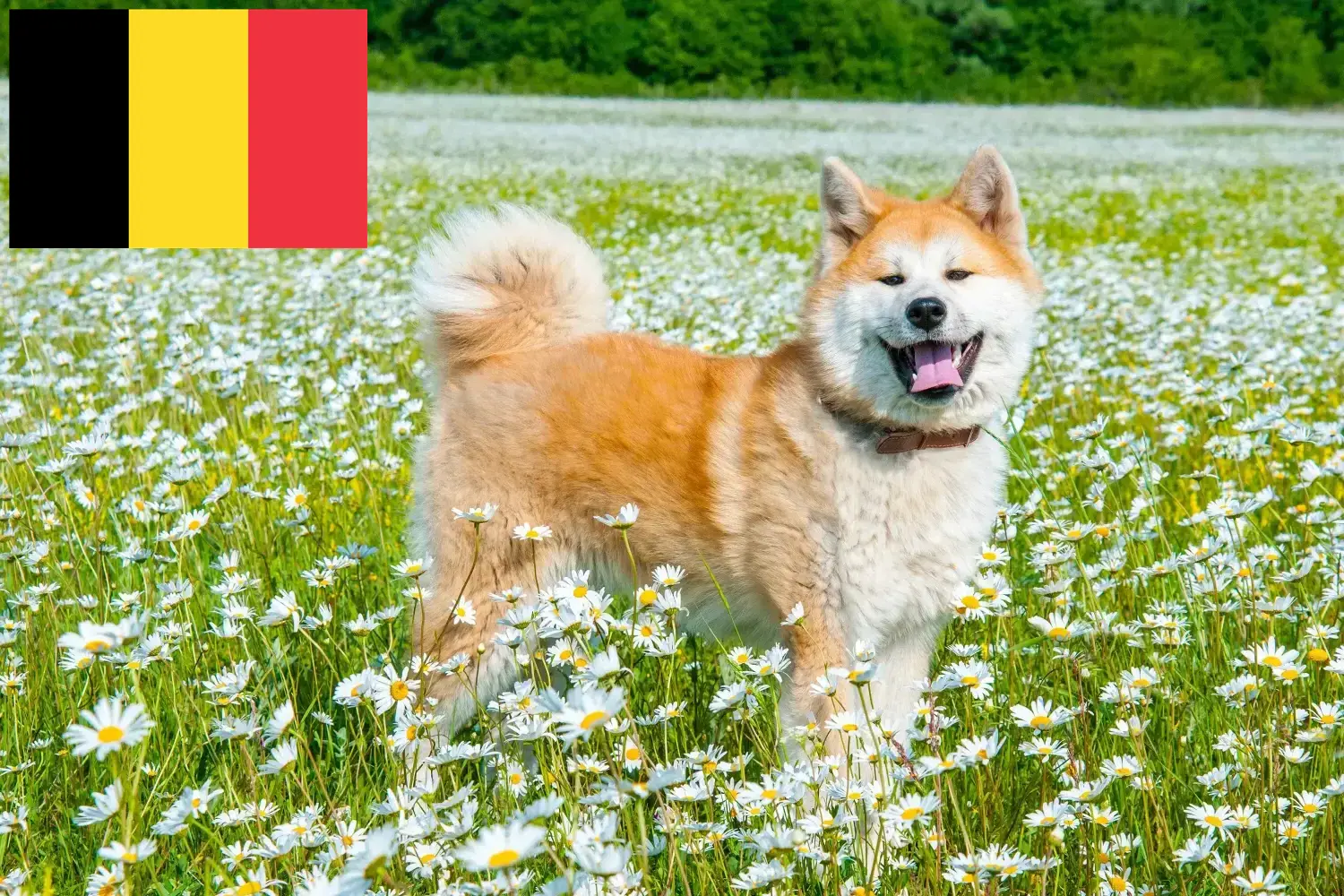 Akita căței și crescători Belgia Aici puteți găsi crescători de Akitas în Belgia.