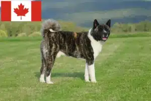 Read more about the article Akita crescători și căței în Canada