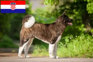 Read more about the article Akita crescători și căței în Croația