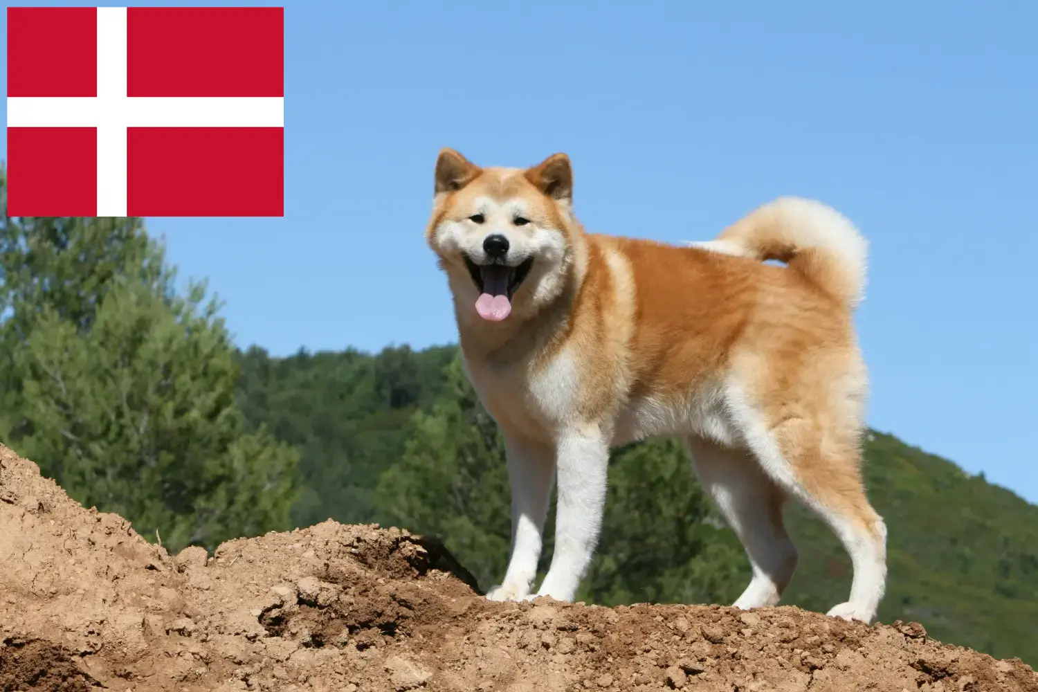 Akita căței și crescători Danemarca Aici puteți găsi crescători de Akita în Danemarca.