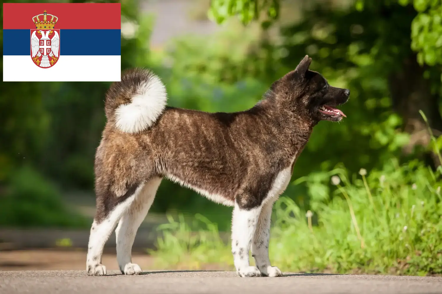 Akita căței și crescători Serbia Aici puteți găsi crescători de Akita în Serbia.