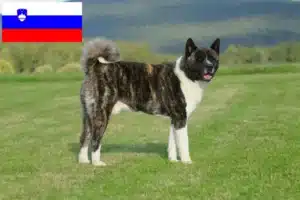 Read more about the article Akita crescători și căței în Slovenia