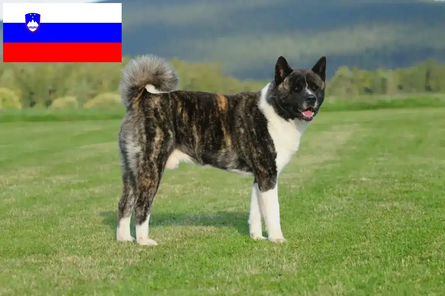 Akita cățeluși și crescători de animale Slovenia Aici puteți găsi crescători de Akitas din Slovenia.