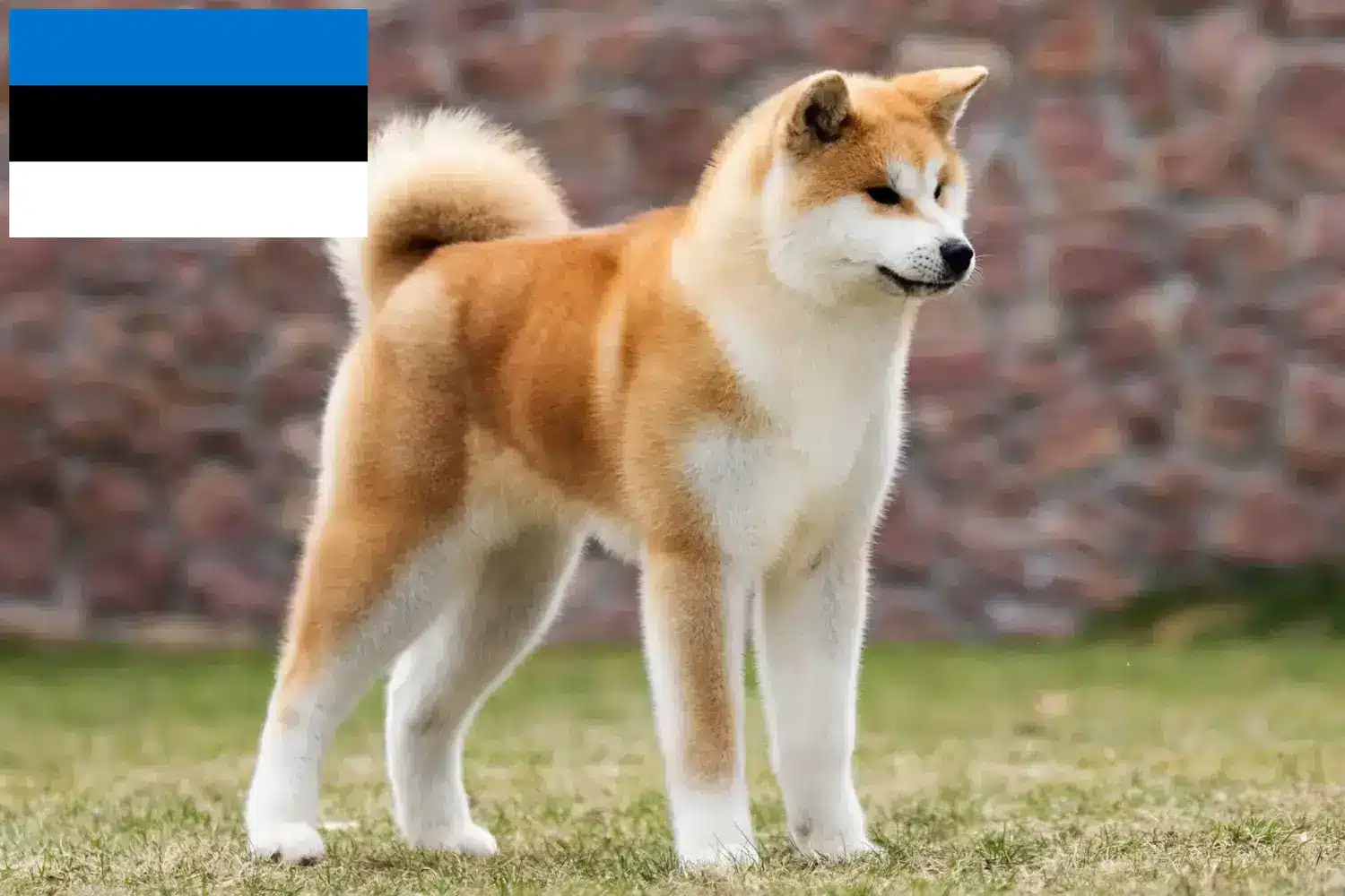 Akita căței și crescători Estonia Aici puteți găsi crescători de Akitas în Estonia.