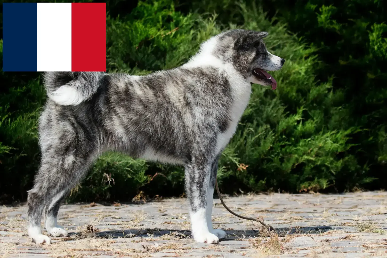 Akita căței și crescători Franța Aici puteți găsi crescători de Akita în Franța.