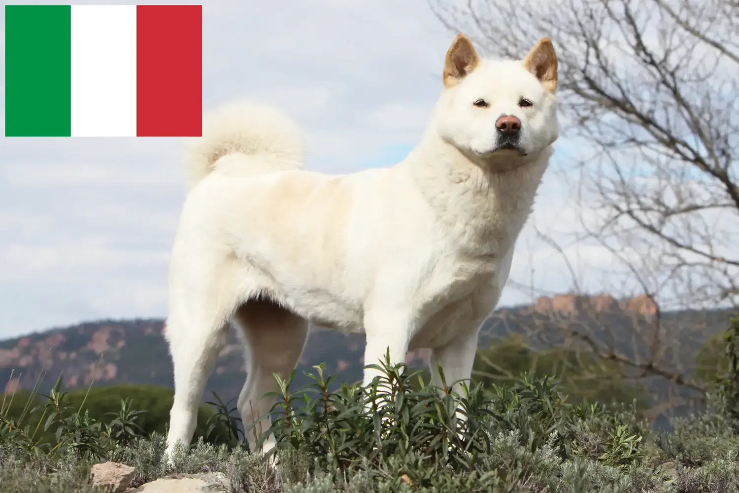 Akita căței și crescători Italia Aici puteți găsi crescători de Akita în Italia.
