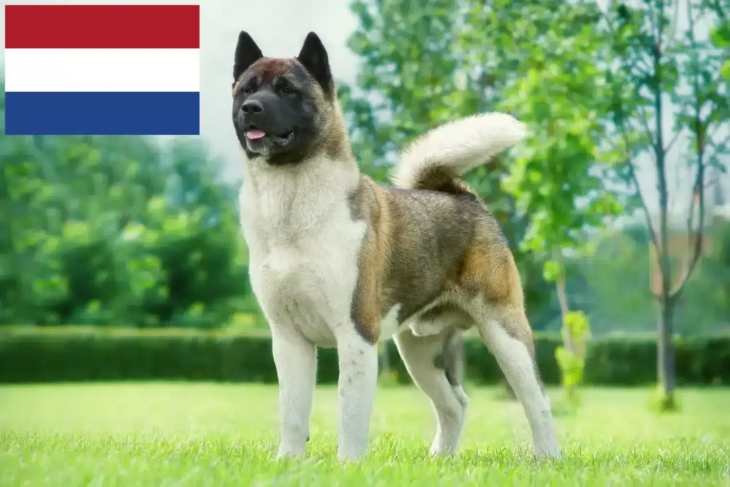 Akita căței și crescători Olanda Aici puteți găsi crescători de Akita în Olanda.