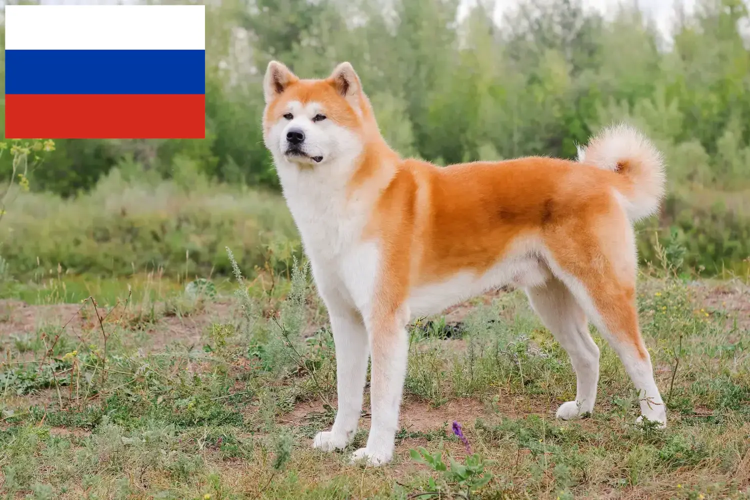 Akita căței și crescători Rusia Aici puteți găsi crescători de Akita în Rusia.