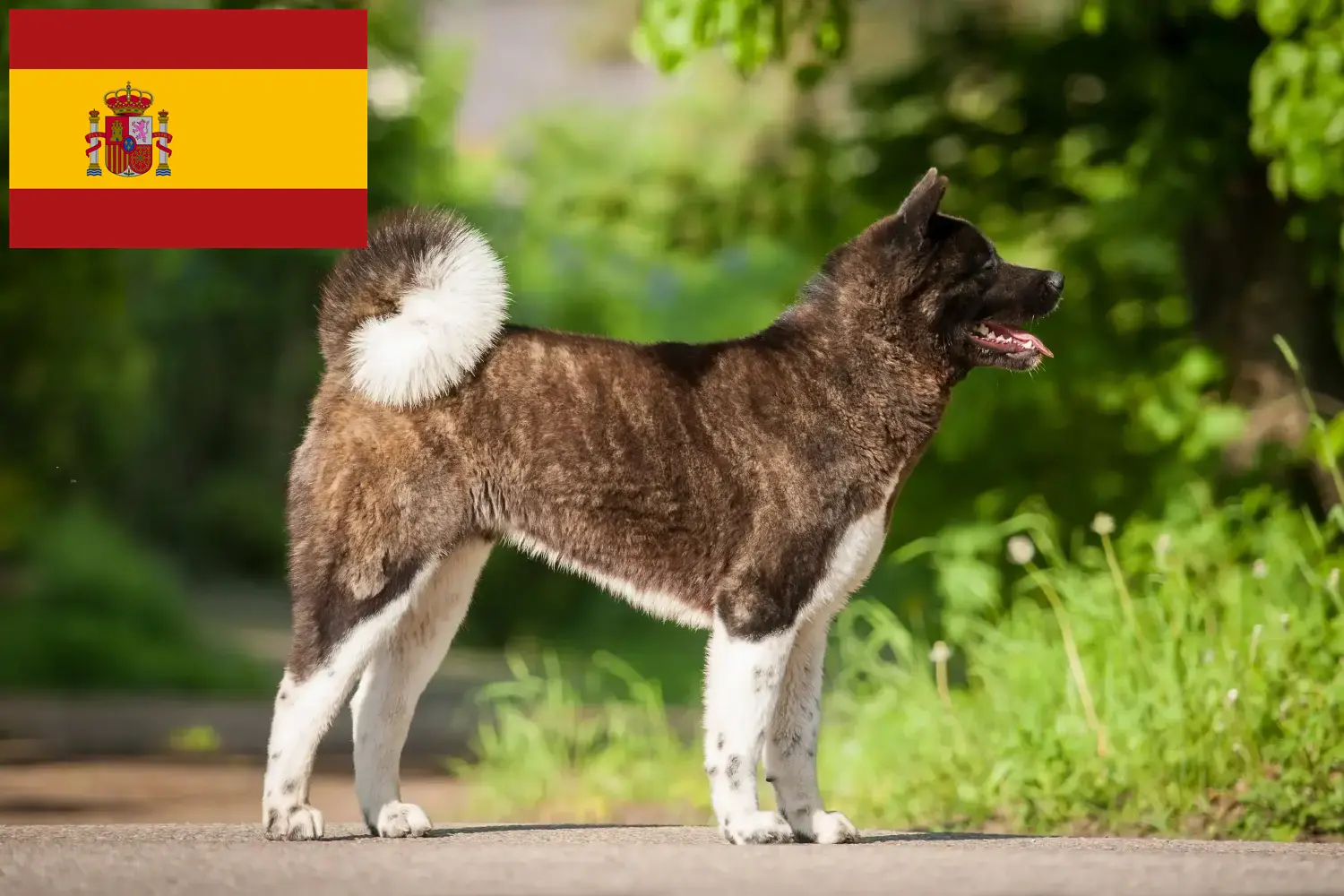 Akita căței și crescători Spania Aici puteți găsi crescători de Akita în Spania.