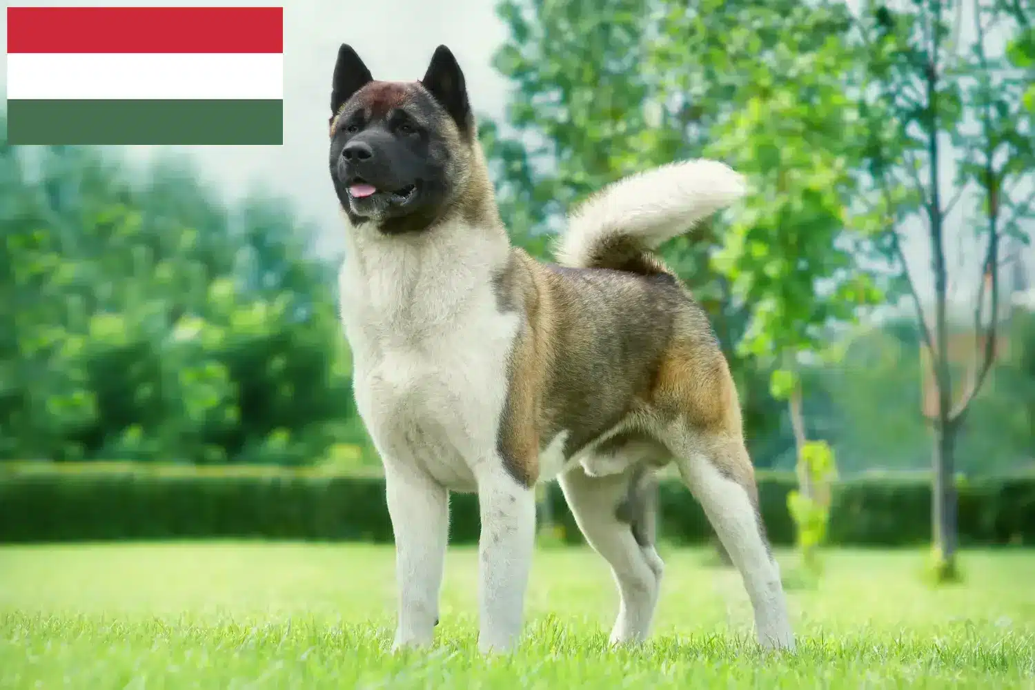 Akita căței și crescători Ungaria Aici puteți găsi crescători de Akitas din Ungaria.
