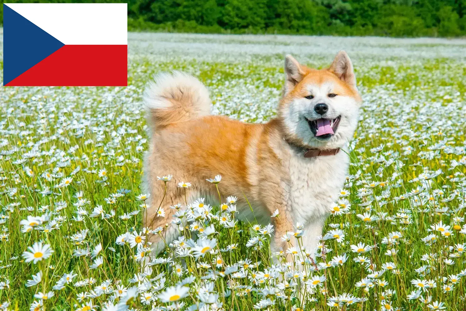 Akita căței și crescători de animale Republica Cehă Aici puteți găsi crescători de Akita în Republica Cehă.
