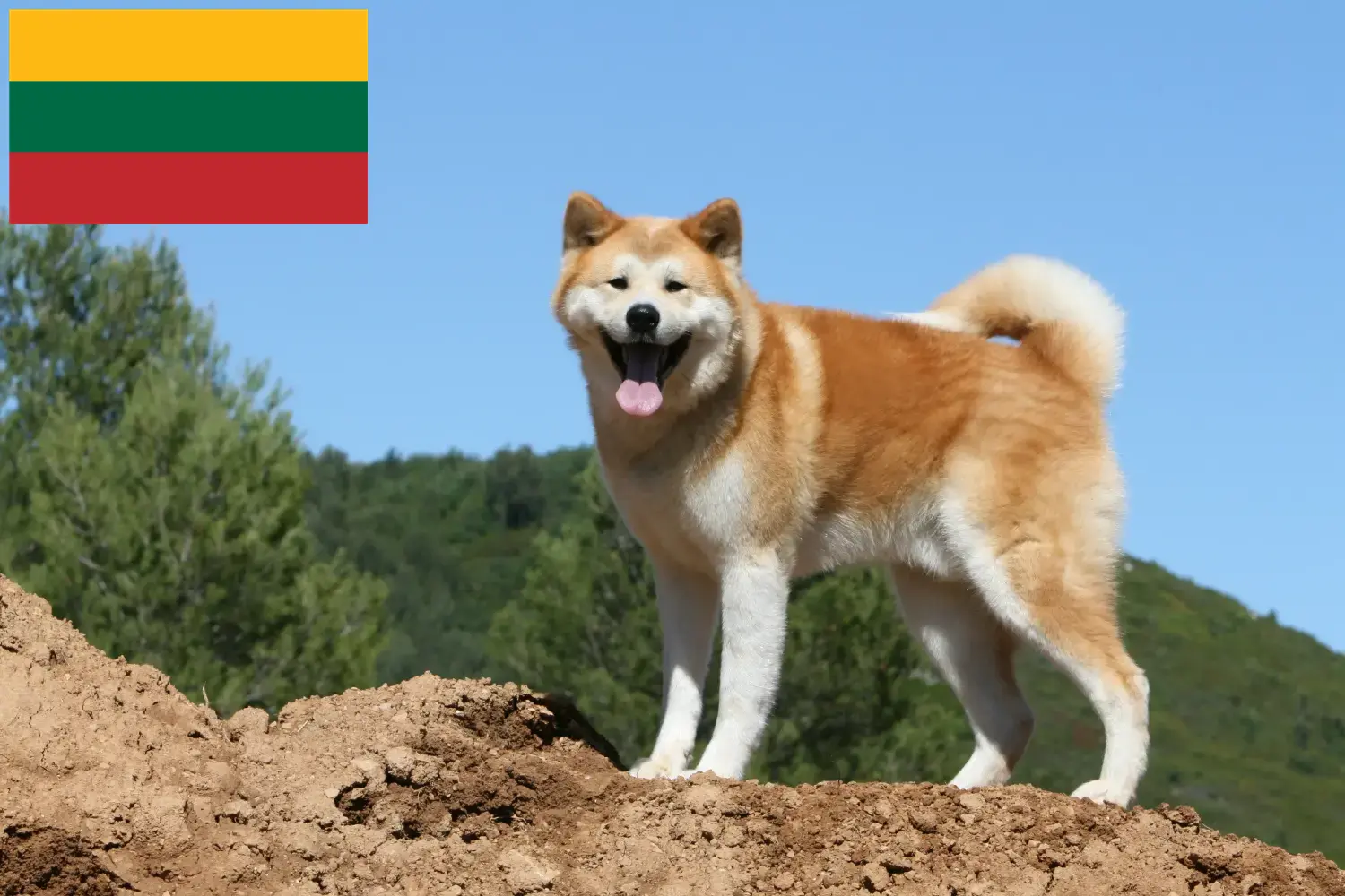 Akita căței și crescători Lituania Aici puteți găsi crescători de Akitas din Lituania.