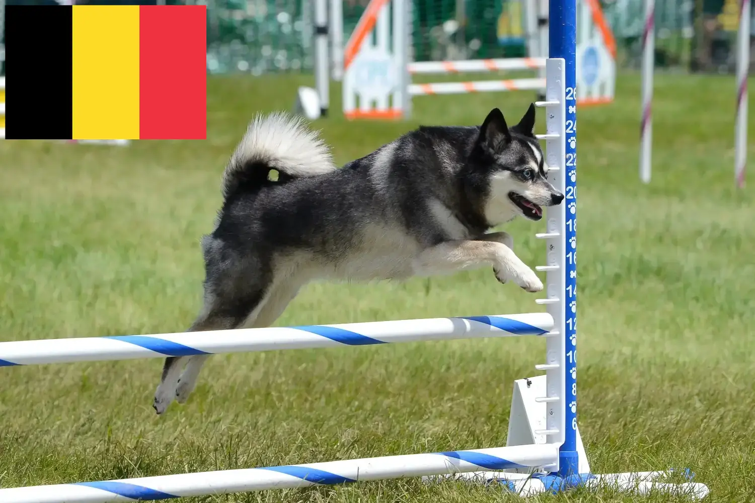 Read more about the article Alaskan Klee Kai crescători și căței în Belgia