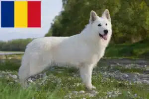Read more about the article Alb Ciobănesc Elvețian Alb crescător de câini și căței în România