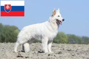 Read more about the article Alb Ciobănesc Elvețian Alb crescător de câini și căței în Slovacia